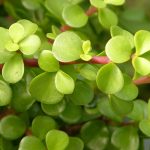 Portulacaria afra '128'