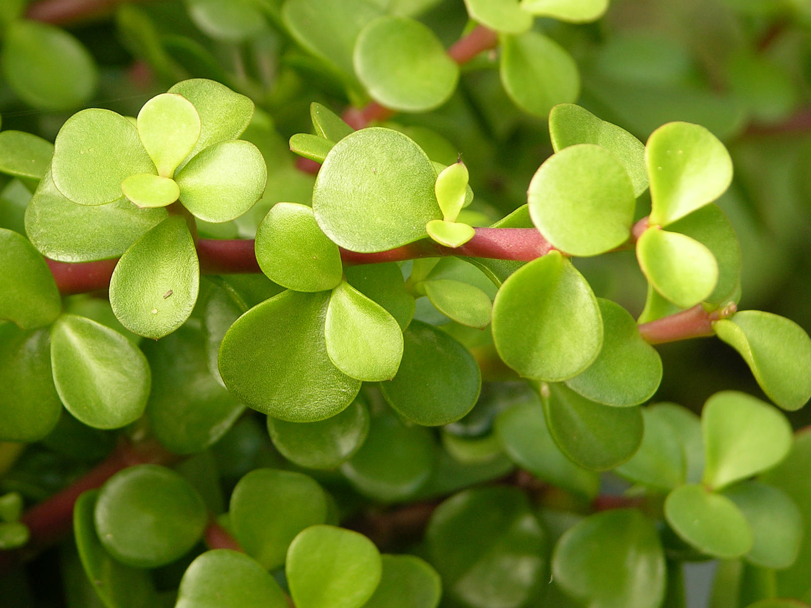 Portulacaria afra