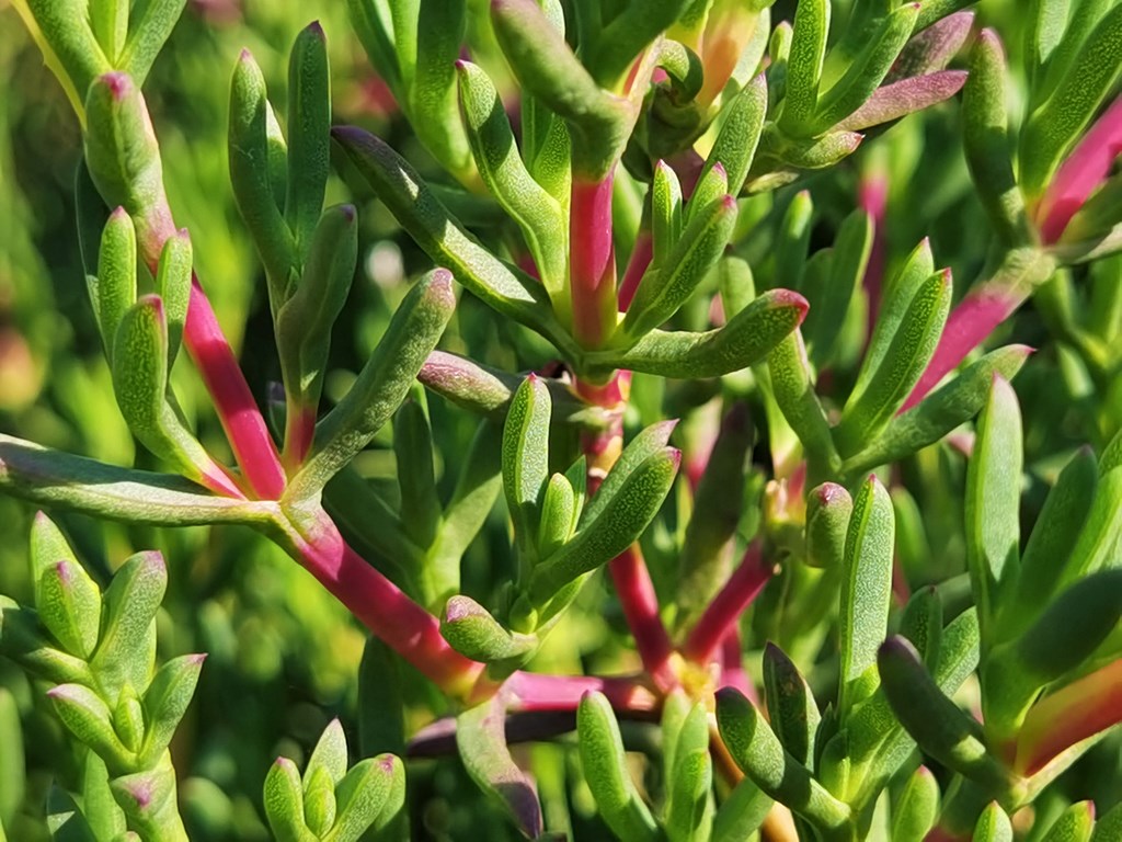 Ruschia macowanii
