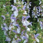Salvia Africana '128'