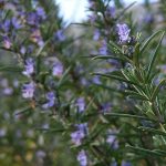Salvia rosmarinus 'rosemary'