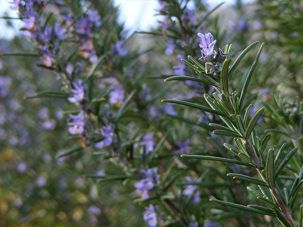 Salvia rosmarinus ‘rosemary’