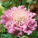 Scabiosa pink