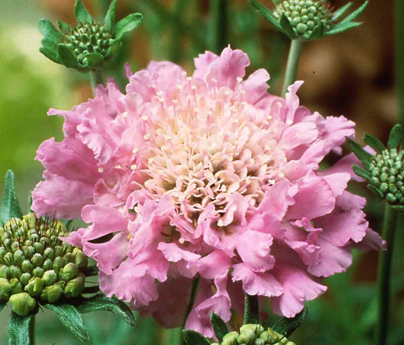 Scabiosa pink