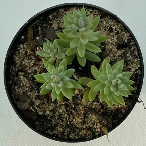 Sedum rupreste