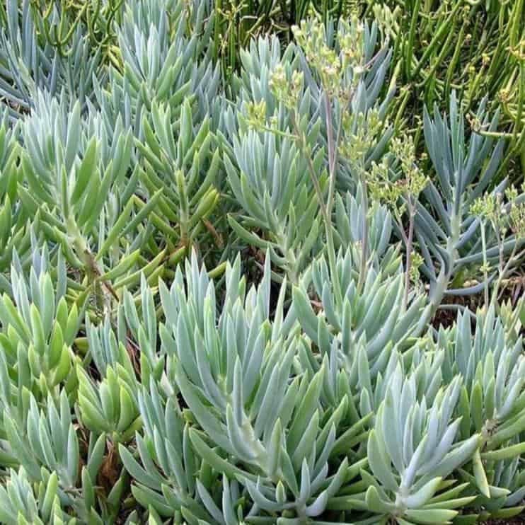 Senecio ficoides