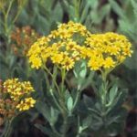 Senecio halimifolius