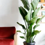 Strelitzia reginae