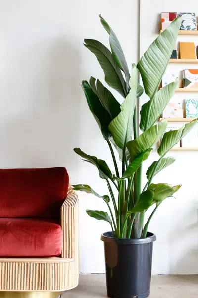 Strelitzia nicholai