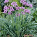Tulbaghia violacea '6 packs'