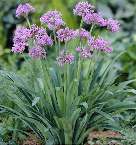 Tulbaghia violacea