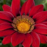 Gazania giant 'Maroon'