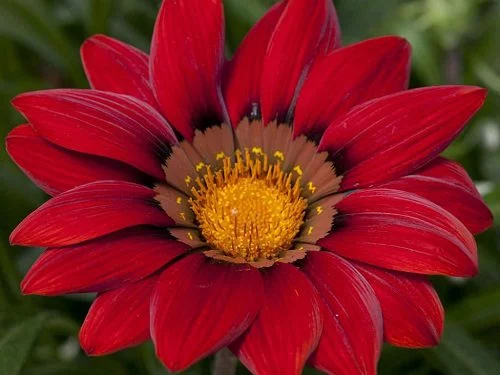 gazania-large-maroon