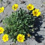 Gazania yellow '128'