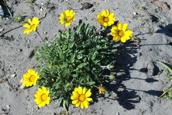 Gazania yellow