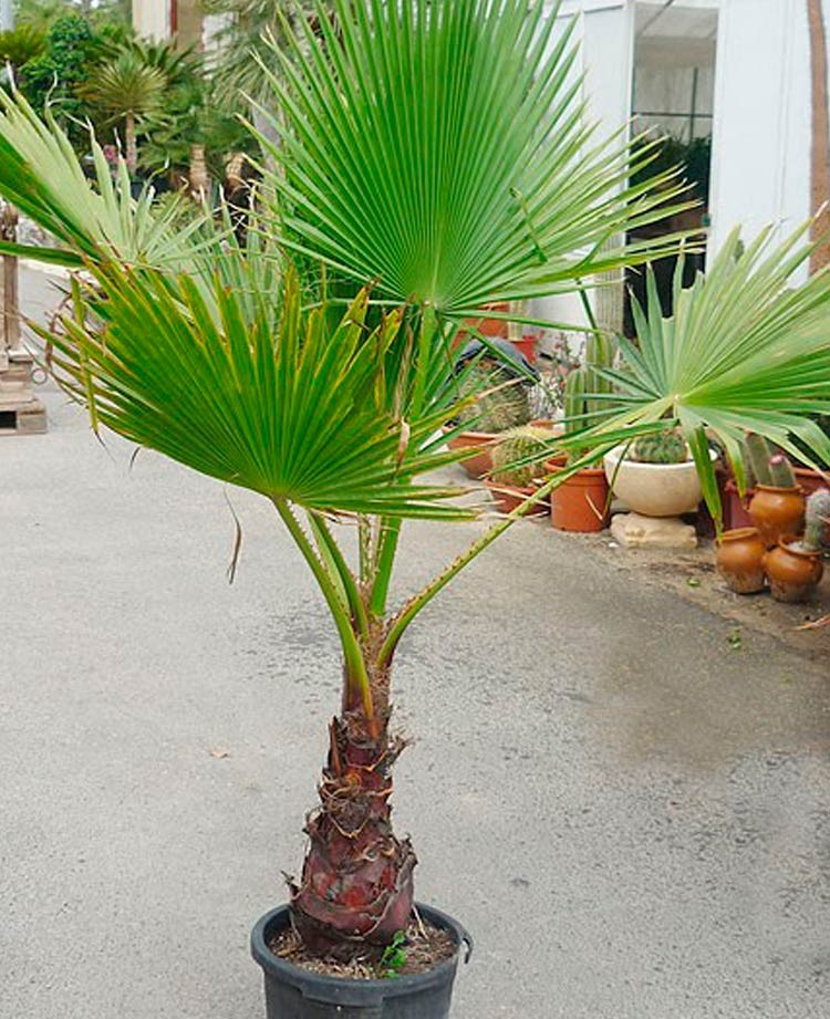 Washingtonia robusta