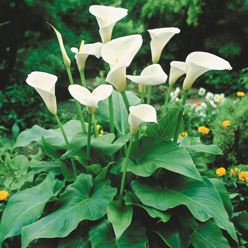 Zantedeschia aethiopica
